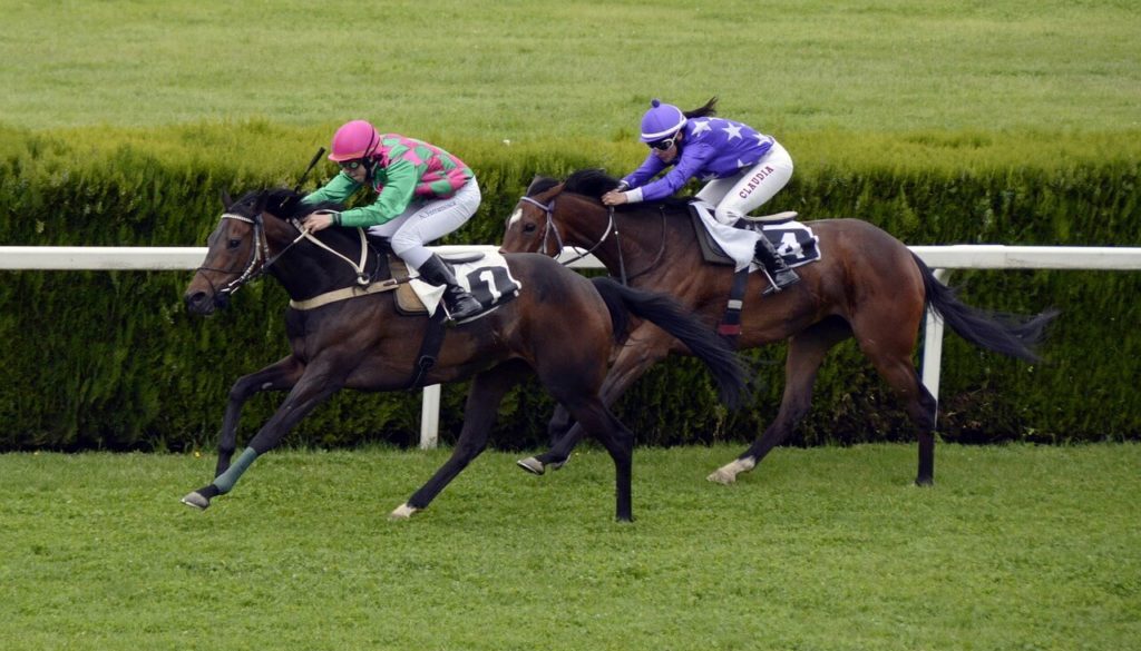 horse-racing-1577292_1280-2