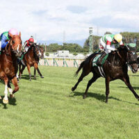 niigatakeiba-新潟競馬