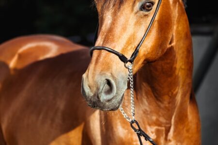2022年5月8日（日）注目馬☆推薦馬＆参考買い目