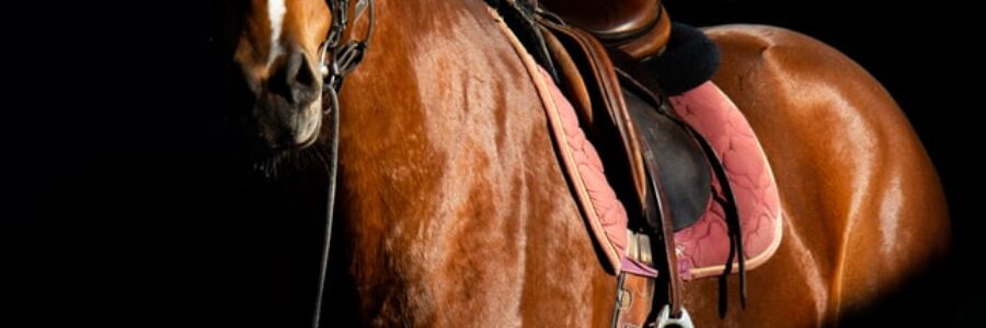 2021年10月16日（土）、17日（日）注目馬☆推薦馬＆参考買い目