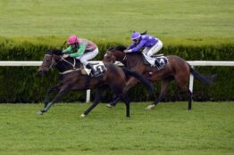 horse-racing-1577292_1280-2